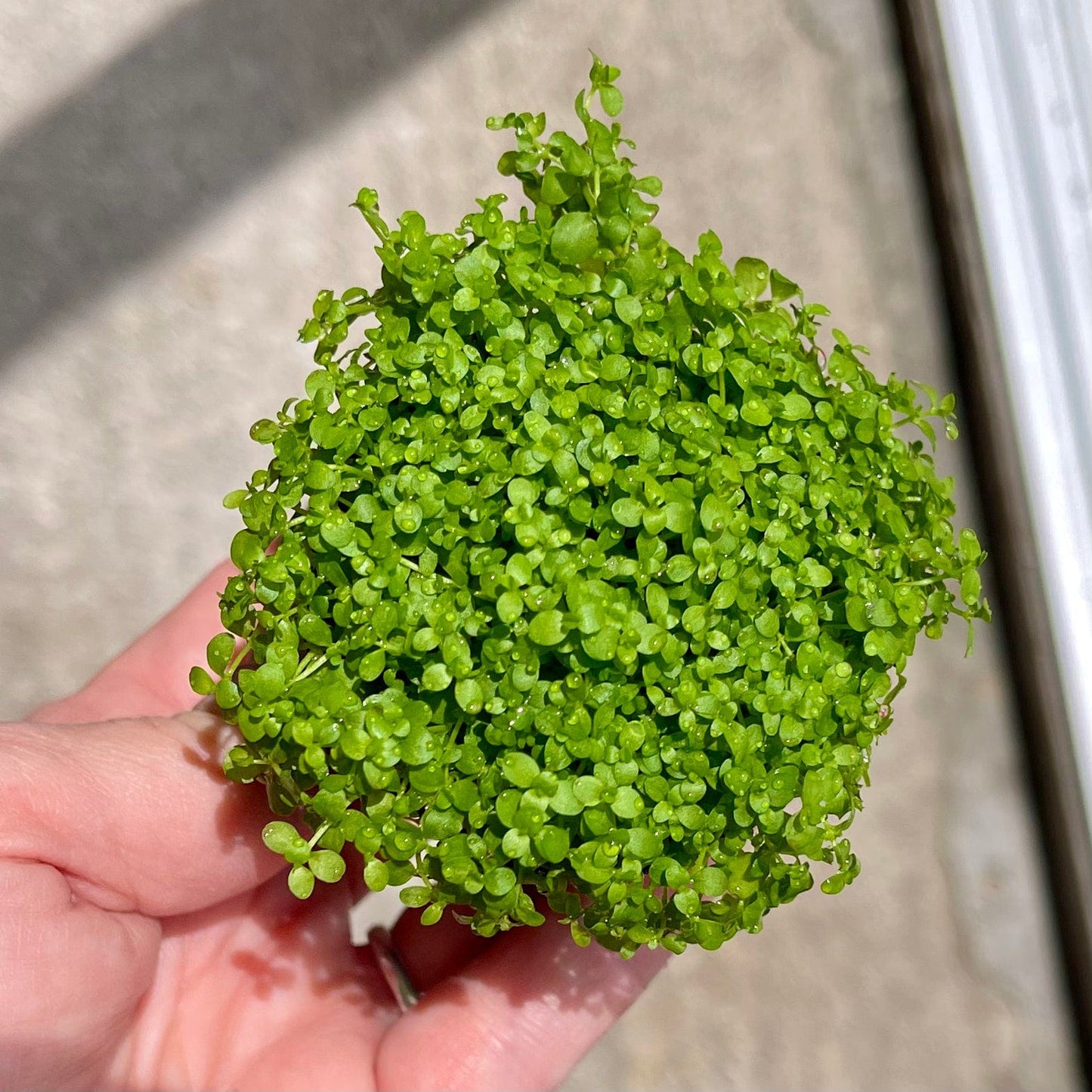 Pisces Enterprises 5cm Pot Micranthemum “Takashi Carpet” 5cm Pot