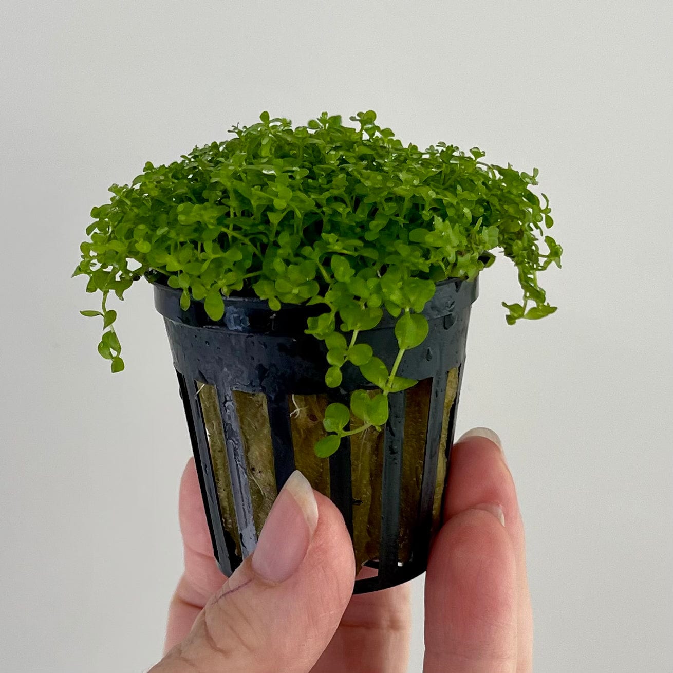Pisces Enterprises 5cm Pot Micranthemum “Takashi Carpet” 5cm Pot