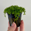 Load image into Gallery viewer, Pisces Enterprises 5cm Pot Micranthemum “Takashi Carpet” 5cm Pot