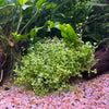 Pisces Enterprises 5cm Pot Micranthemum “Takashi Carpet” 5cm Pot