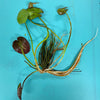 Pisces Enterprises Bare-root Plant Banana Lily