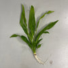 Pisces Enterprises Bare-root Plant Echinodorus Amazon Bare-root (Amazon Sword) Medium (25-30cm)