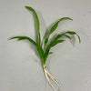 Pisces Enterprises Bare-root Plant Echinodorus Amazon Bare-root (Amazon Sword) Small (15-20cm)