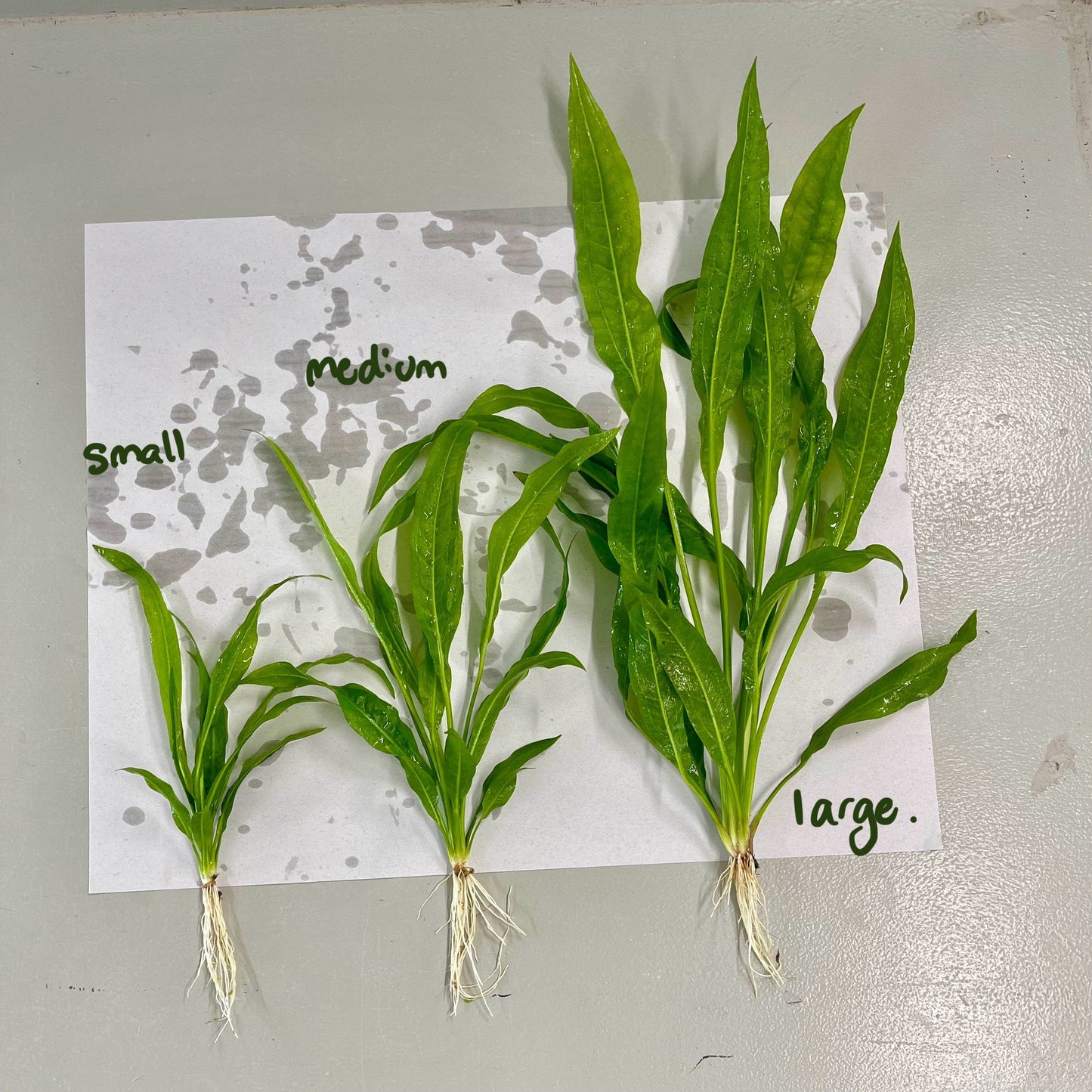 Pisces Enterprises Bare-root Plant Echinodorus Amazon Bare-root (Amazon Sword) Small (15-20cm)