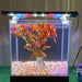 Pisces Enterprises Bunch Plant Narrow Ludwigia Bunch Narrow Ludwigia Aquarium Plant Bunch