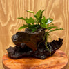 Load image into Gallery viewer, Pisces Enterprises Driftwood Creation Anubias Angela on Large Driftwood Creation - ONE ONLY Anubias Angela on Large Driftwood Aquarium Plants - one only