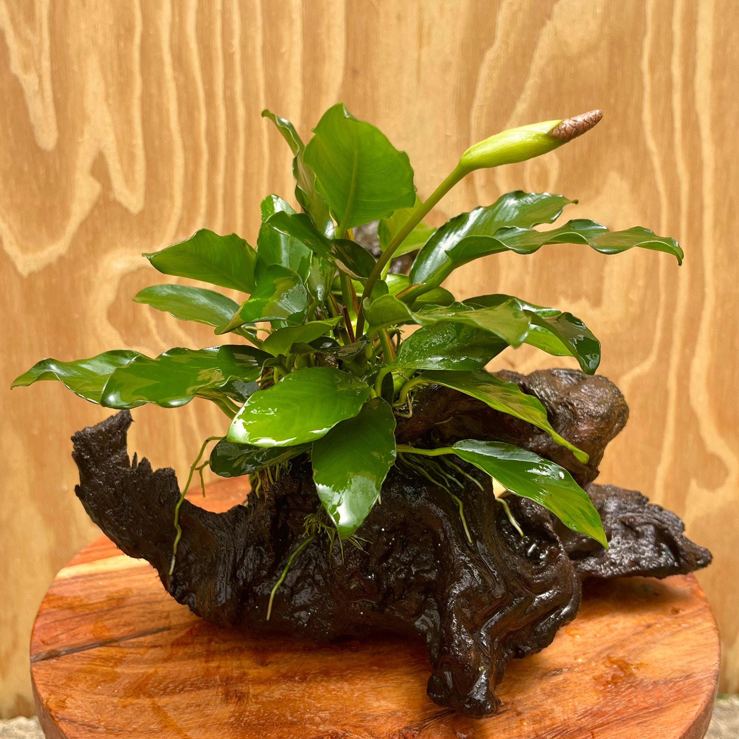 Pisces Enterprises Driftwood Creation Anubias Angela on Large Driftwood Creation - ONE ONLY Anubias Angela on Large Driftwood Aquarium Plants - one only