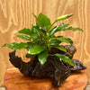 Load image into Gallery viewer, Pisces Enterprises Driftwood Creation Anubias Angela on Large Driftwood Creation - ONE ONLY Anubias Angela on Large Driftwood Aquarium Plants - one only