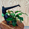 Pisces Enterprises Driftwood Creation Anubias Coffeefolia on Medium Driftwood Creation - One Only - (C) Anubias Coffeefolia on Medium Driftwood - one only (C)- Aquarium Plants