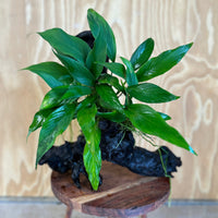Pisces Enterprises Driftwood Creation Anubias Frilly on Large Driftwood Creation - ONE ONLY Anubias Frilly on Large Driftwood - one only - Aquarium Plants