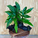 Pisces Enterprises Driftwood Creation Anubias Frilly on Large Driftwood Creation - ONE ONLY Anubias Frilly on Large Driftwood - one only - Aquarium Plants