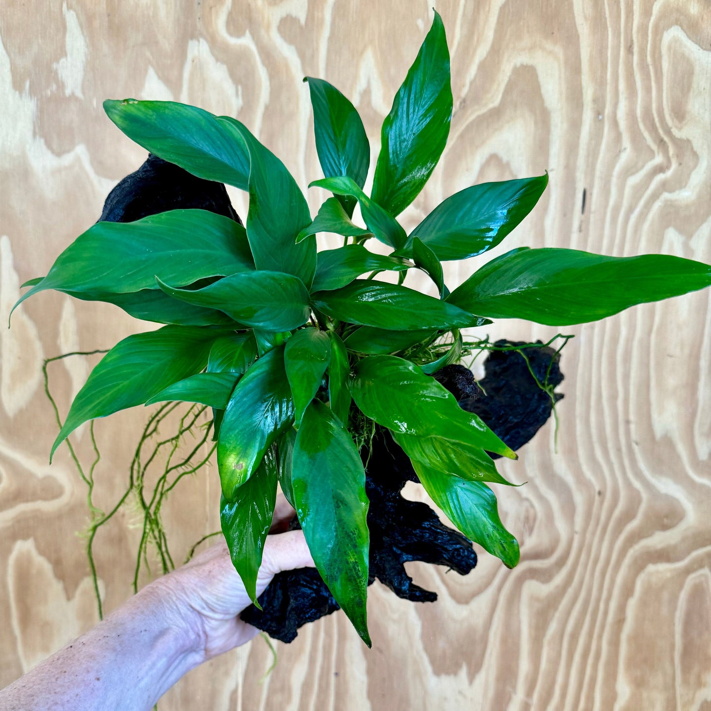 Pisces Enterprises Driftwood Creation Anubias Frilly on Large Driftwood Creation - ONE ONLY Anubias Frilly on Large Driftwood - one only - Aquarium Plants