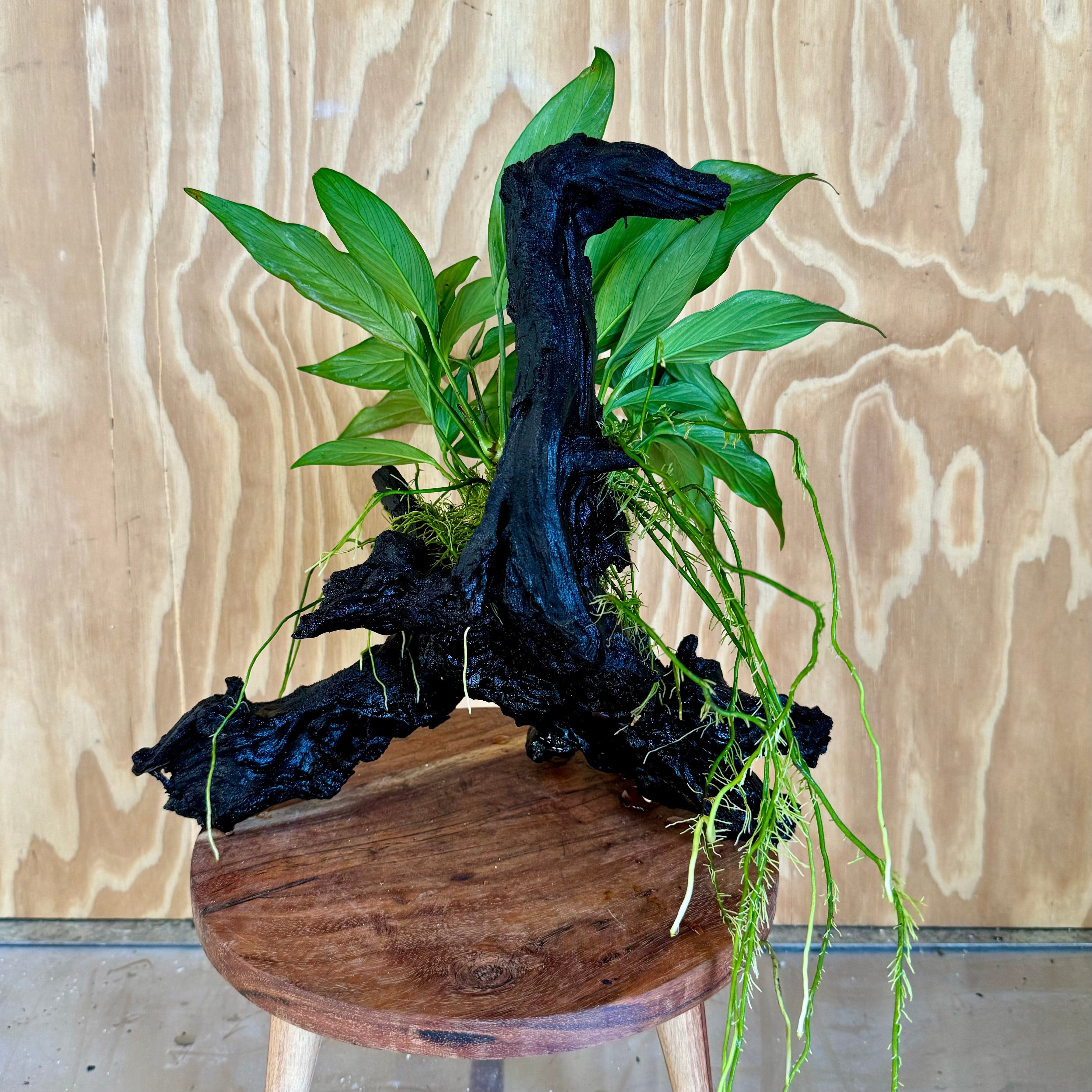 Pisces Enterprises Driftwood Creation Anubias Frilly on Large Driftwood Creation - ONE ONLY Anubias Frilly on Large Driftwood - one only - Aquarium Plants