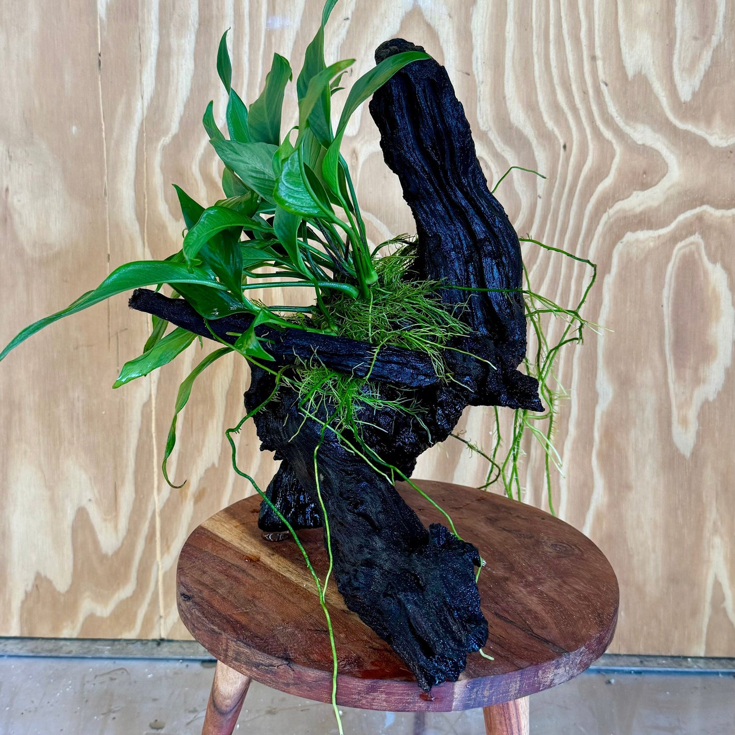 Pisces Enterprises Driftwood Creation Anubias Frilly on Large Driftwood Creation - ONE ONLY Anubias Frilly on Large Driftwood - one only - Aquarium Plants