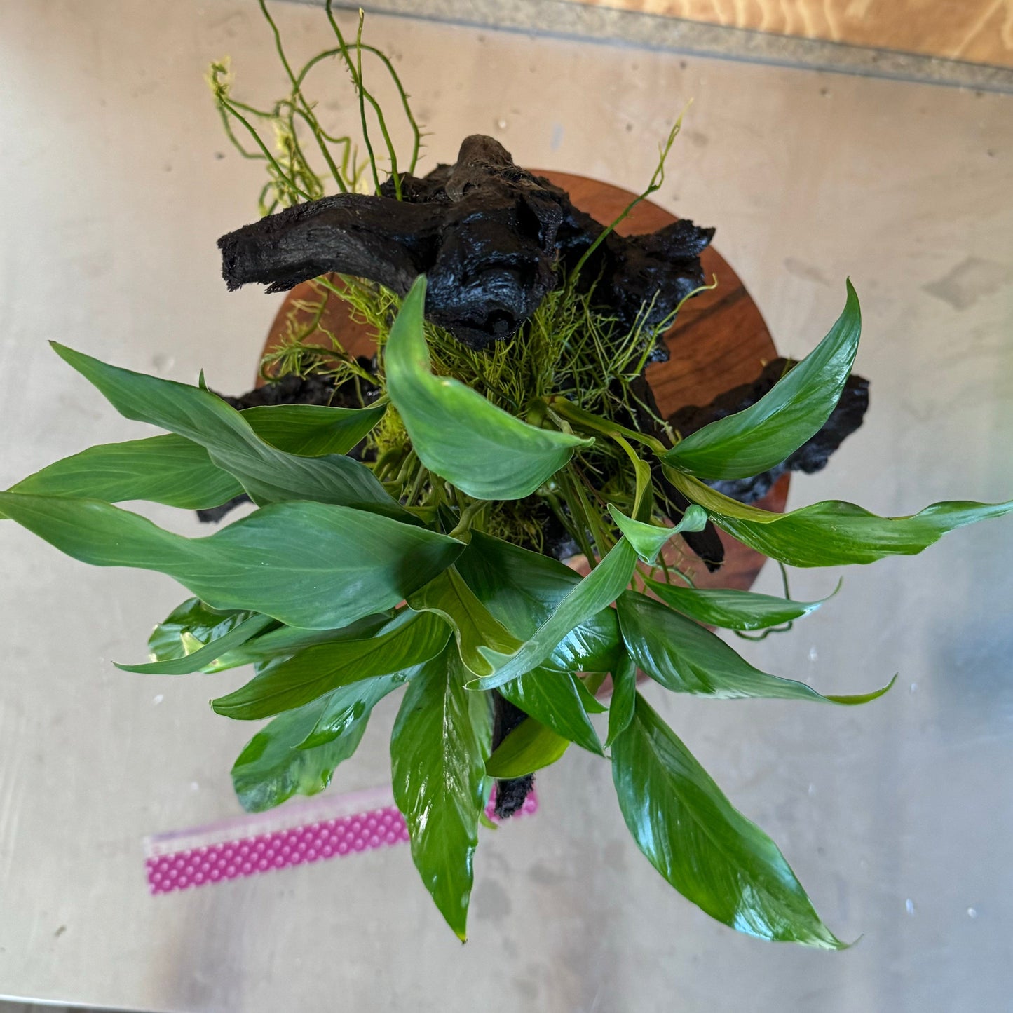 Pisces Enterprises Driftwood Creation Anubias Frilly on Large Driftwood Creation - ONE ONLY Anubias Frilly on Large Driftwood - one only - Aquarium Plants