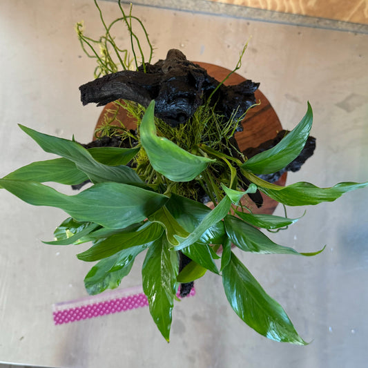 Pisces Enterprises Driftwood Creation Anubias Frilly on Large Driftwood Creation - ONE ONLY Anubias Frilly on Large Driftwood - one only - Aquarium Plants