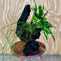 Pisces Enterprises Driftwood Creation Anubias Frilly on Large Driftwood Creation - ONE ONLY Anubias Frilly on Large Driftwood - one only - Aquarium Plants