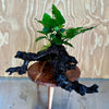 Pisces Enterprises Driftwood Creation Anubias Isabelle on X-large Driftwood Creation - One Only (x) Unique Driftwood Creation - Anubias Emerald Heart Mother Plant with Fontinalis Moss on X-large Driftwood Creation - One Only