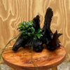 Load image into Gallery viewer, Pisces Enterprises Driftwood Creation Anubias Petite Nana Clump on Medium Driftwood Creation - One Only