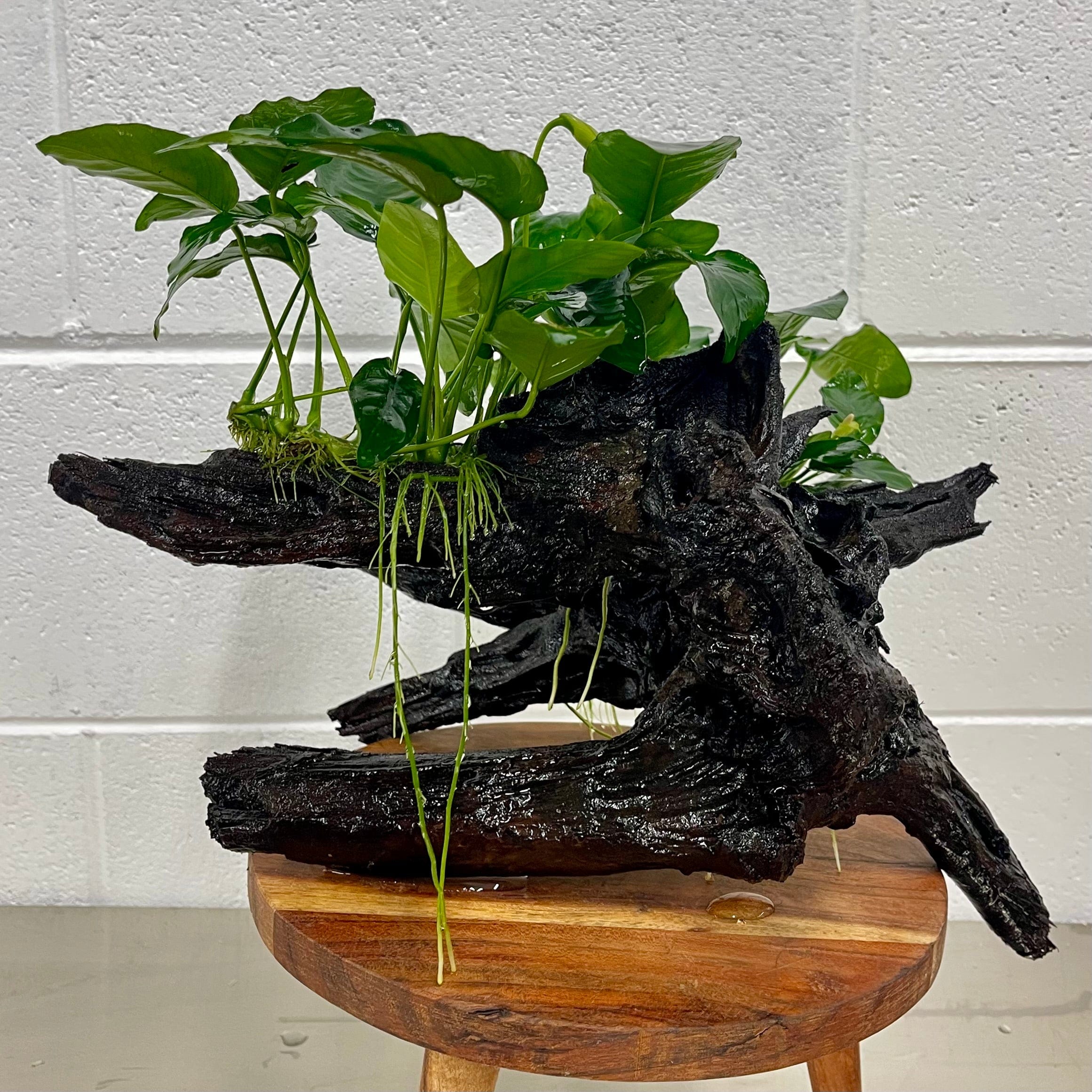 Pisces Enterprises Driftwood Creation Double Anubias 'Nana' on Extra-Large Driftwood Creation - One Only - A