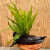 Load image into Gallery viewer, Pisces Enterprises Driftwood Creation Microsorum Driftwood Creation - Large (Java Fern) - One Only - A
