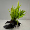 Load image into Gallery viewer, Pisces Enterprises Driftwood Creation Microsorum Driftwood Creation - Large (Java Fern) - One Only - B