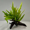 Load image into Gallery viewer, Pisces Enterprises Driftwood Creation Microsorum Driftwood Creation - Large (Java Fern) - One Only - B