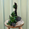 Load image into Gallery viewer, Pisces Enterprises Driftwood Creation Petite Nana Rainforest Driftwood Creation - One Only