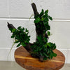 Load image into Gallery viewer, Pisces Enterprises Driftwood Creation Triple Petite Nana Driftwood Creation - One Only - Wishbone