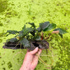 Load image into Gallery viewer, Pisces Enterprises Driftwood Creation Very Mature Anubias Coffeefolia on Medium Driftwood Creation - One Only - (V) One Only Mature Anubias Coffeefolia on Medium Driftwood - Aquarium Plants