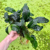 Load image into Gallery viewer, Pisces Enterprises Driftwood Creation Very Mature Anubias Coffeefolia on Medium Driftwood Creation - One Only - (V) One Only Mature Anubias Coffeefolia on Medium Driftwood - Aquarium Plants