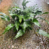 Load image into Gallery viewer, Pisces Enterprises Mother Plant Anubias Emerald Heart Mother Plant - Extra-special, Advanced Plant Anubias Mother Plants - Aquarium Plants Australia