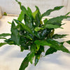 Pisces Enterprises Mother Plant Anubias Lisa Mother Plant - Extra-special, Advanced Plant Anubias Mother Plants - Aquarium Plants Australia