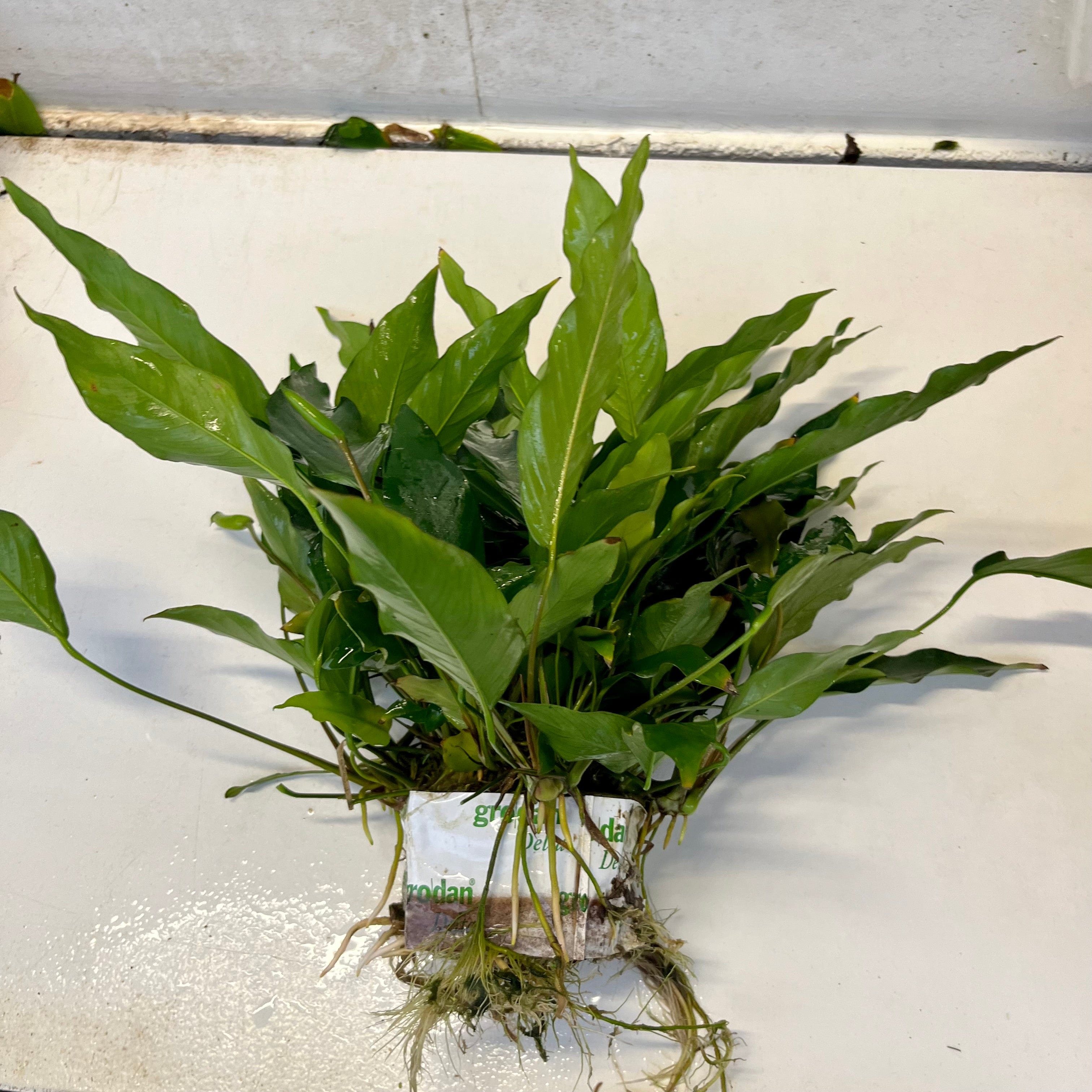 Pisces Enterprises Mother Plant Anubias Lisa Mother Plant - Extra-special, Advanced Plant Anubias Mother Plants - Aquarium Plants Australia