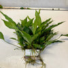Load image into Gallery viewer, Pisces Enterprises Mother Plant Anubias Lisa Mother Plant - Extra-special, Advanced Plant Anubias Mother Plants - Aquarium Plants Australia