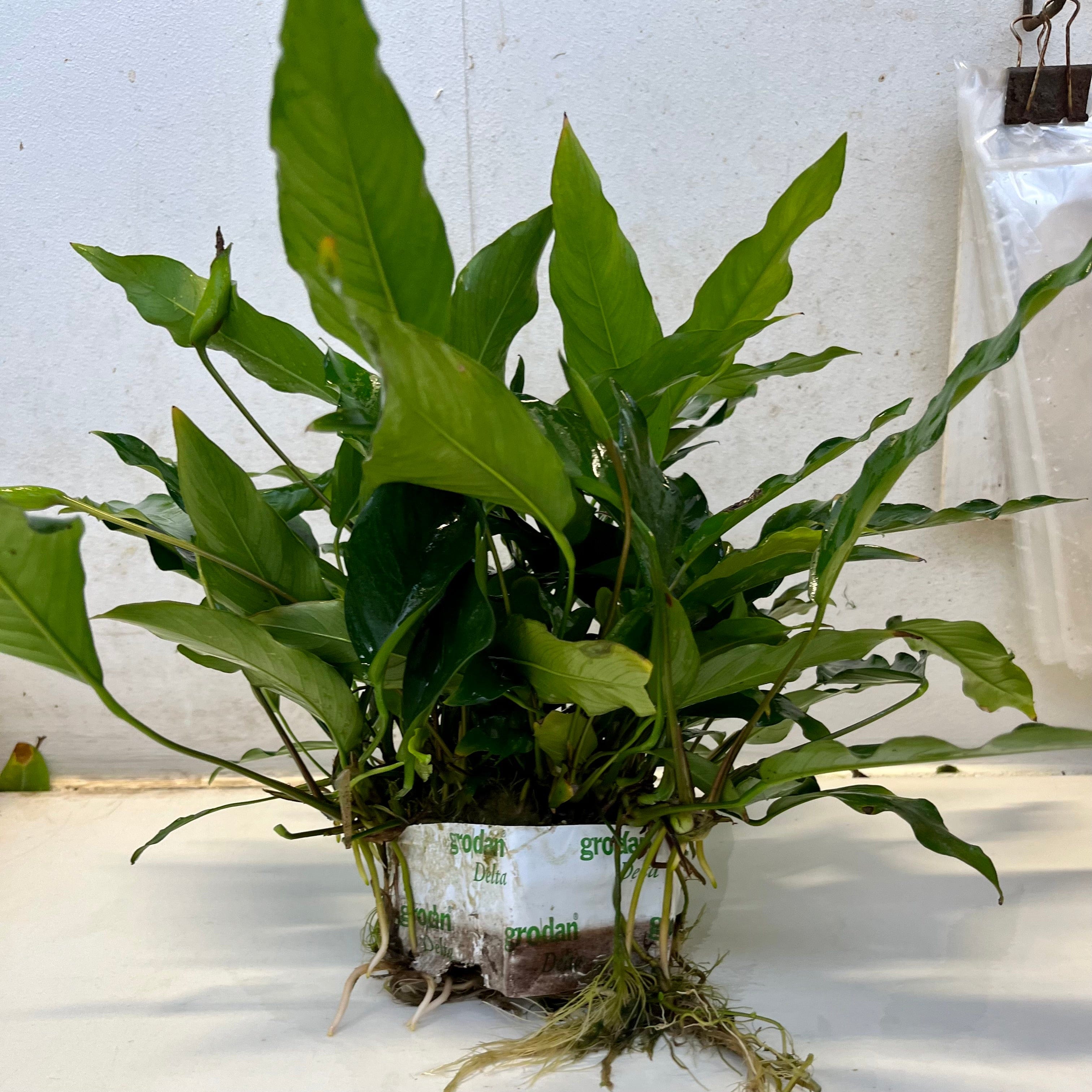 Pisces Enterprises Mother Plant Anubias Lisa Mother Plant - Extra-special, Advanced Plant Anubias Mother Plants - Aquarium Plants Australia