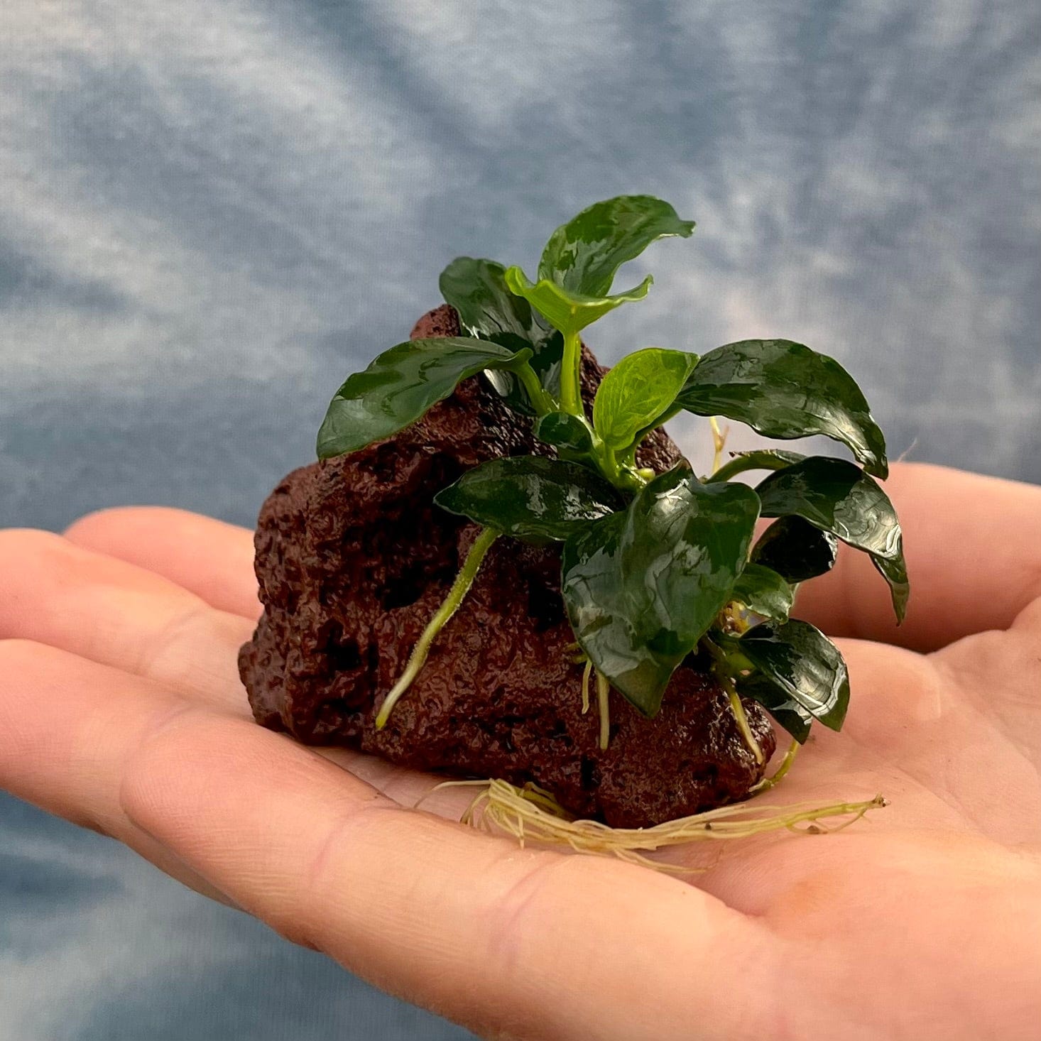 Pisces Enterprises Rock Creation Anubias Petite Nana on Nano Lava Rock Creation