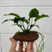 Pisces Enterprises Rock Creation Sandstone Rock Creation with Anubias - ONE ONLY - piece H Sandstone Rock Creation with Anubias - ONE ONLY - piece H - Scapeshop