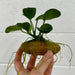 Pisces Enterprises Rock Creation Sandstone Rock Creation with Anubias - ONE ONLY - piece J Sandstone Rock Creation with Anubias - ONE ONLY - piece J - Scapeshop