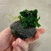 Load image into Gallery viewer, Pisces Enterprises Rock Creation Small Boulder Rock Creation with Anubias Nana &quot;Petite&quot; - This One - A