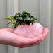 Pisces Enterprises Rock Creation Tumbled Rose Quartz Creation with Anubias Nana 