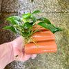 Pisces Enterprises Terracotta Creation Terracotta Shrimp Tubes with Anubias - one only - A