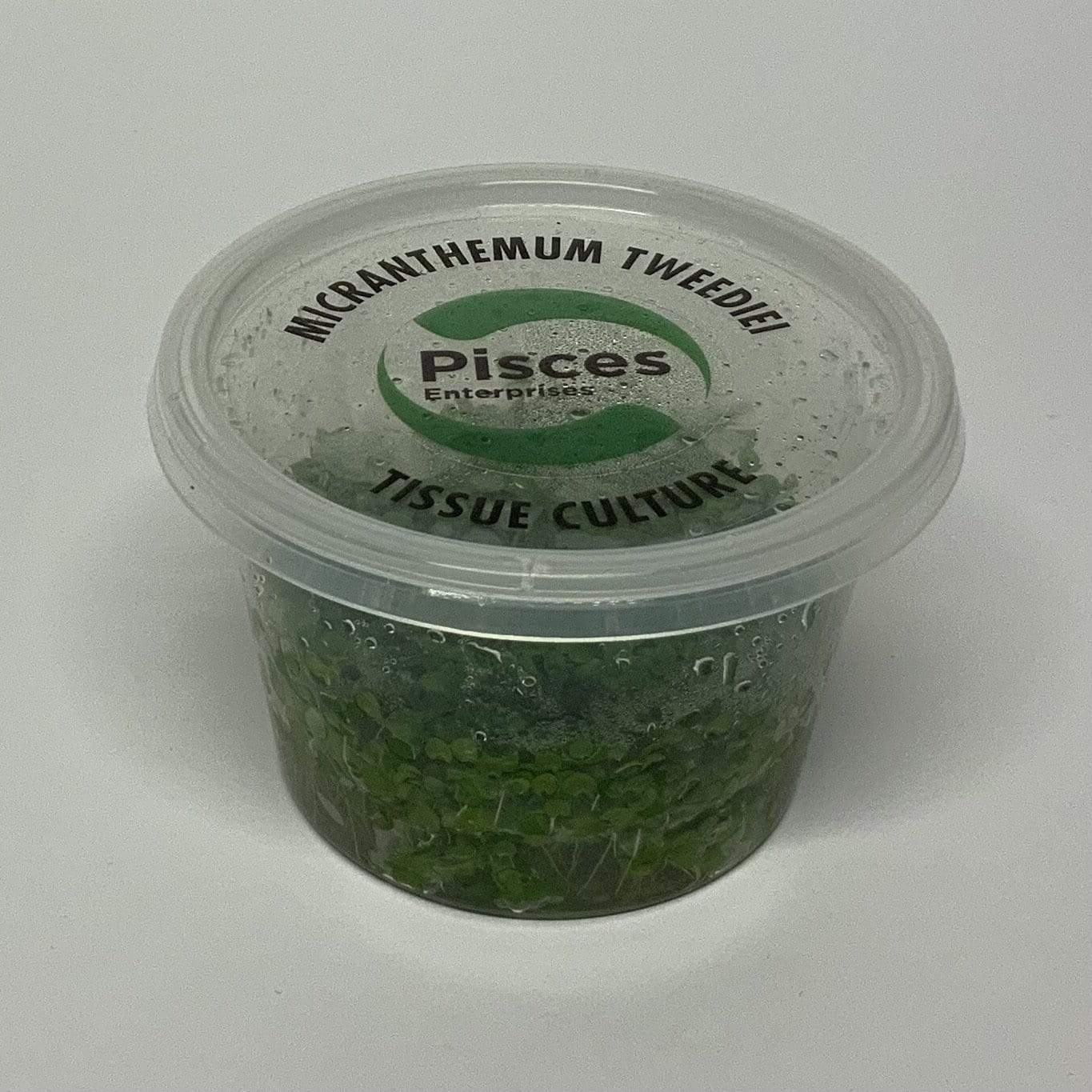 Pisces Enterprises Tissue Culture Micranthemum Umbrosum “Takashi Carpet” Tissue Culture