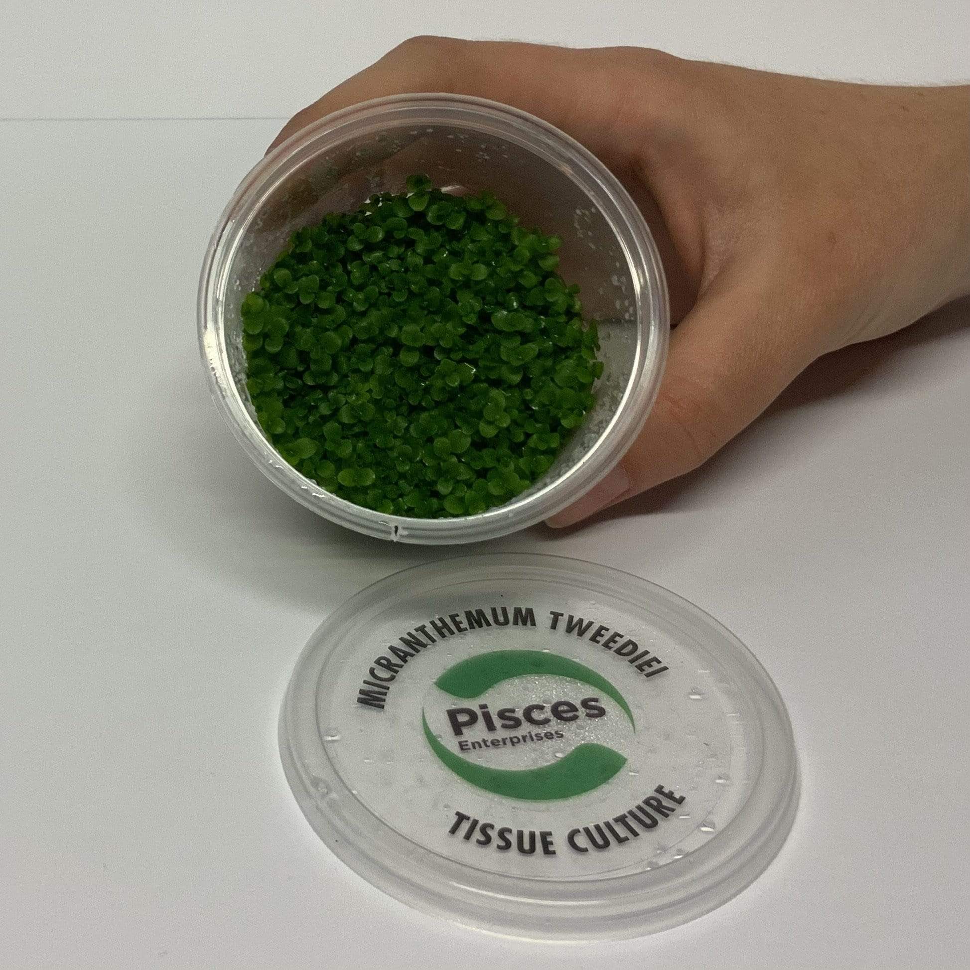 Pisces Enterprises Tissue Culture Micranthemum Umbrosum “Takashi Carpet” Tissue Culture