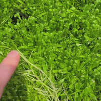 buy Glossostigma carpeting aquarium plants from Scapeshop Australia