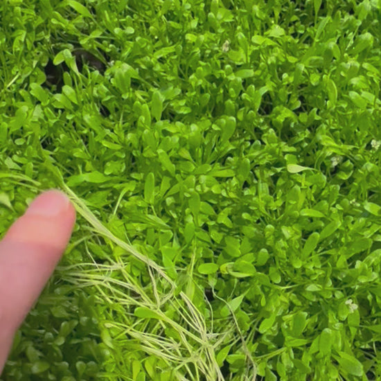 buy Glossostigma carpeting aquarium plants from Scapeshop Australia