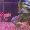 Load and play video in Gallery viewer, Red Blond Guppy (3.5cm)