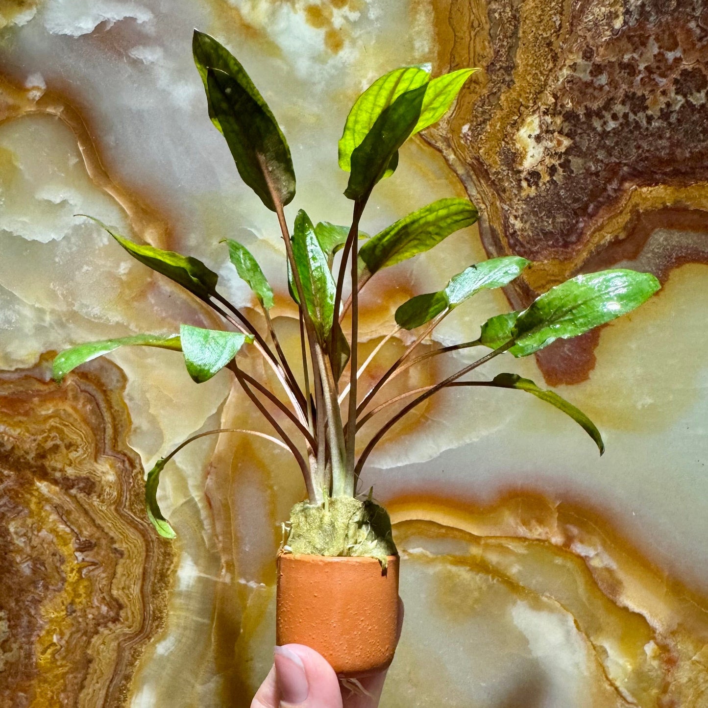 Pisces Enterprises 3cm Terracotta Pot Cryptocoryne Mi Oya 3cm Terracotta Pot Buy Aquarium Plants Online Cryptocoryne Mi Oya - Scapeshop Australia