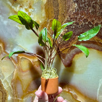 Pisces Enterprises 3cm Terracotta Pot Cryptocoryne Mi Oya 3cm Terracotta Pot Buy Aquarium Plants Online Cryptocoryne Mi Oya - Scapeshop Australia