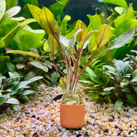 Pisces Enterprises 3cm Terracotta Pot Cryptocoryne Mi Oya 3cm Terracotta Pot Buy Aquarium Plants Online Cryptocoryne Mi Oya - Scapeshop Australia